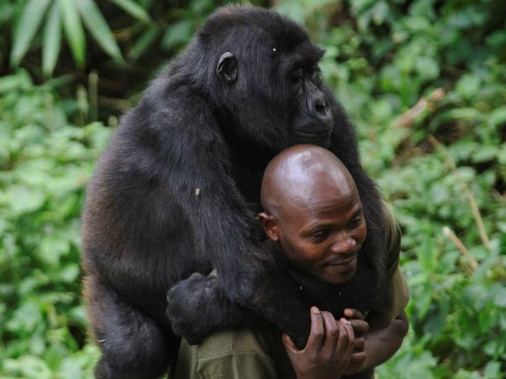 Kisah Penjaga Taman Nasional di Kongo Bertaruh Nyawa Demi Lindungi Gorila