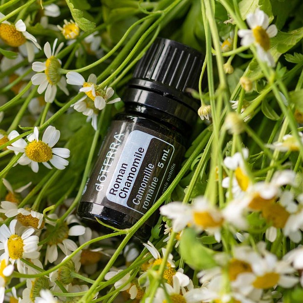 Chamomile Oil/doterra.com Minyak kamomil memiliki bahan alami yang luar biasa yang disebut Azulene dan ini menenangkan kulit dan memperbarui sel sehingga membantu melawan kerusakan.