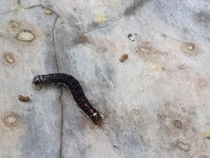 Ribuan Ulat Serbu Permukiman di Demak, Ternyata dari Sini Asalnya