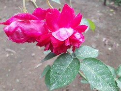 Gunung Merapi Erupsi Luncurkan Awan Panas, Boyolali Diguyur Hujan Abu