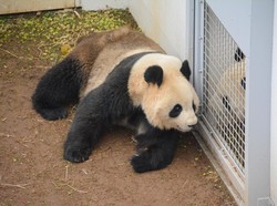 Setelah 4 Tahun, Panda di Kebun Binatang Ini Mau Kawin