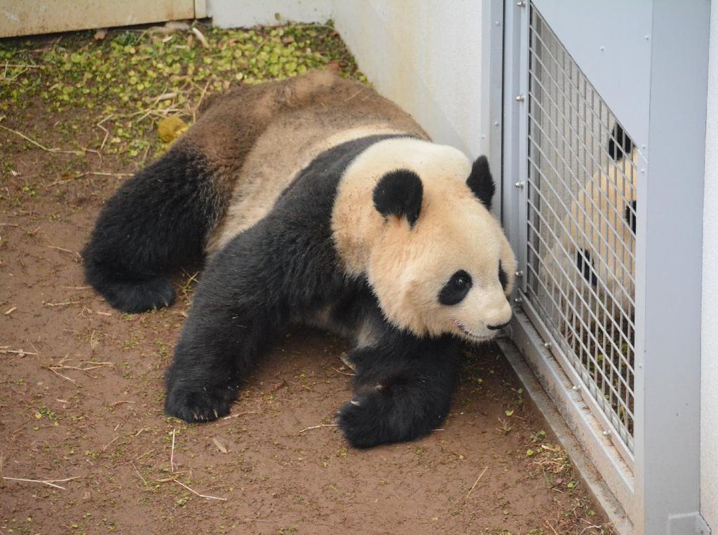 Setelah 4 Tahun, Panda di Kebun Binatang Ini Mau Kawin Setelah 4 Tahun, Panda di Kebun Binatang Ini Mau Kawin