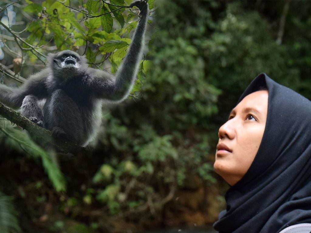 Potret Ayu Berjuang Selamatkan Keberadaan Owa Jawa Potret Ayu Berjuang Selamatkan Keberadaan Owa Jawa