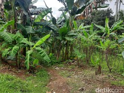 Ini Lahan yang Pengadaannya Bikin Dirut Sarana Jaya Jadi Tersangka KPK