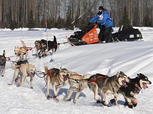 Serunya Balap Kereta Luncur Anjing di Alaska