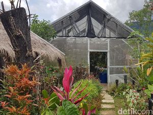 Potret Taman Anggrek di Mamasa Beromzet Ratusan Juta