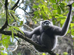 Kaget Luar Biasa! Mengira Dibangunkan Sirene Ambulans, Ternyata Suara Kera