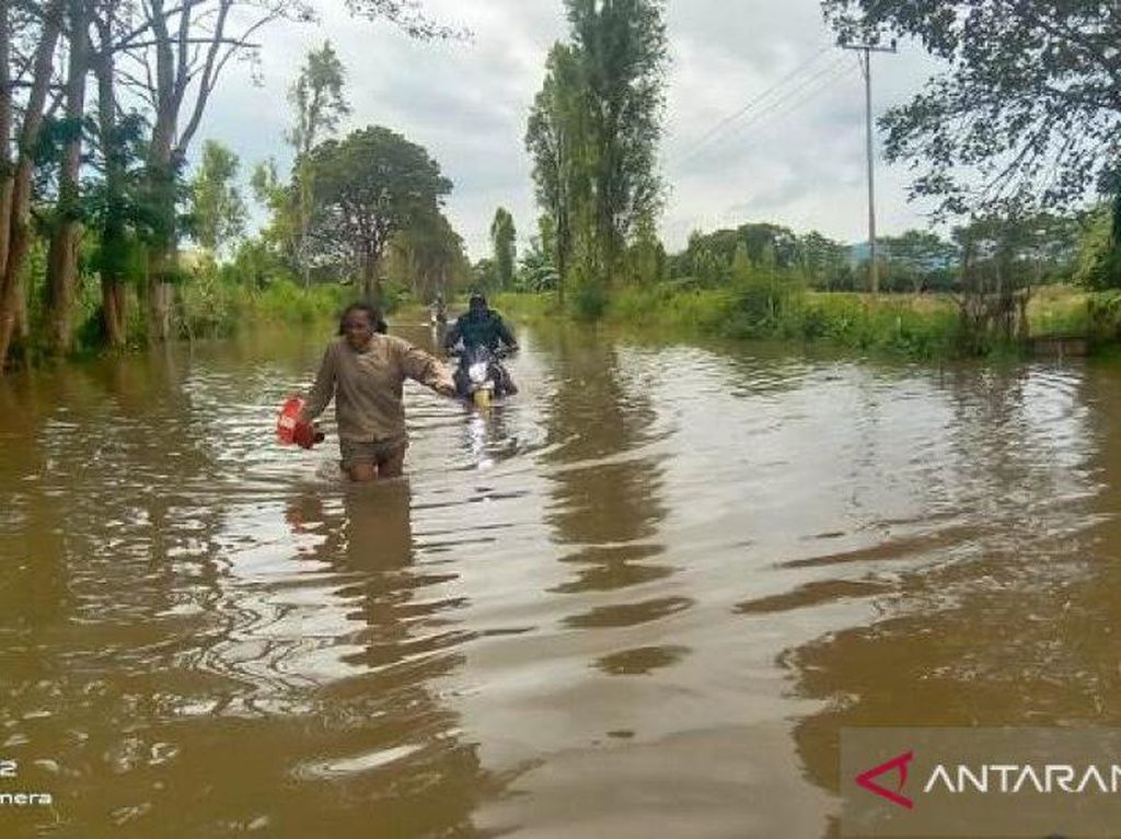 Banjir Jayawijaya Papua: 1.289 Rumah Terendam-Ratusan Ternak Babi Hanyut