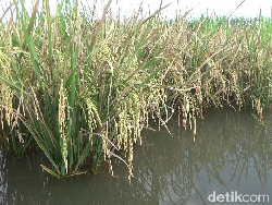 100 Hektare Sawah Terendam Banjir, Petani Lumajang Terancam Gagal Panen