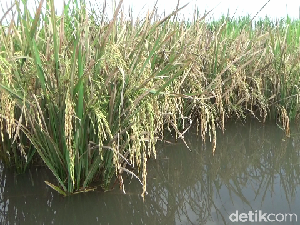 100 Hektare Sawah Terendam Banjir, Petani Lumajang Terancam Gagal Panen 100 Hektare Sawah Terendam Banjir, Petani Lumajang Terancam Gagal Panen