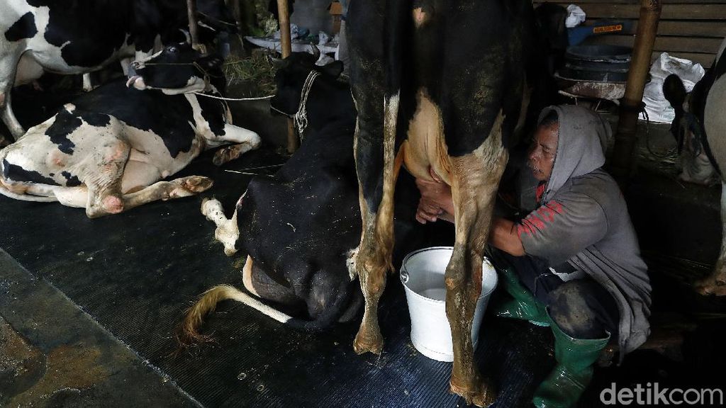 Desa Bocek di Malang Pasok 6 Ton Susu Per Hari Desa Bocek di Malang Pasok 6 Ton Susu Per Hari