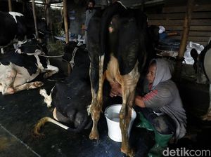 Desa Bocek di Malang Pasok 6 Ton Susu Per Hari