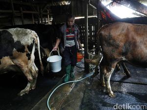 Alhamdulillah, Peternak Sapi Perah Masih Sejahtera Walau Pandemi
