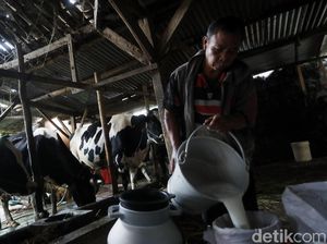 Produksi Susu 6 Ton/Hari, Peternak Desa Bocek Hasilkan Puluhan Juta