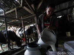 Produksi Susu 6 Ton/Hari, Peternak Desa Bocek Hasilkan Puluhan Juta