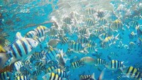 China Klaim Ada 'Ikan Mata-mata' yang Pantau Perairannya