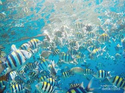 Ilmuwan Temukan Gen Ikan Berubah Akibat Pemanasan Air Laut & Sungai