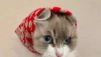 Gemasnya Kucing Saat Bergaya Seperti Masha