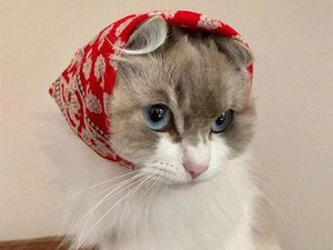 Gemasnya Kucing Saat Bergaya Seperti Masha