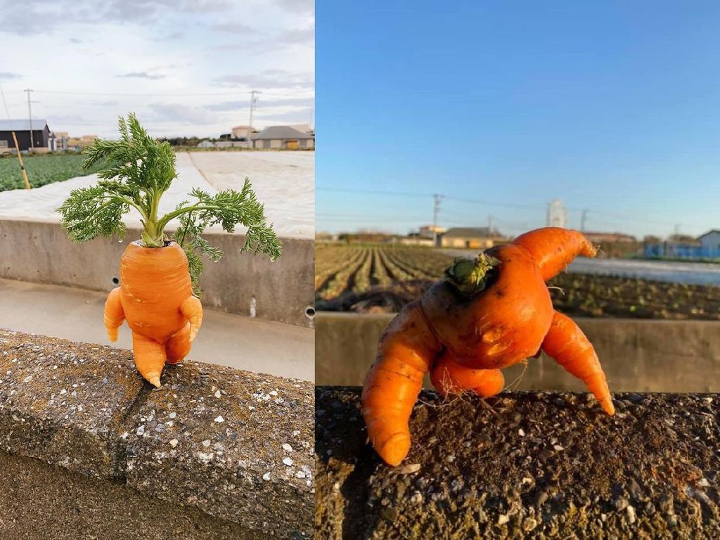Langka Banget! Petani Ini Panen Wortel yang Bentuknya Unik Langka Banget! Petani Ini Panen Wortel yang Bentuknya Unik