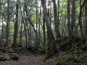 Wisata Hantu Lagi Ngetren di Jepang, Hutan Bunuh Diri Bikin Turis Penasaran Wisata Hantu Lagi Ngetren di Jepang, Hutan Bunuh Diri Bikin Turis Penasaran