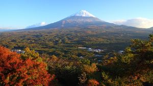Foto: Aokigahara, Hutan yang Mengajak Bunuh Diri