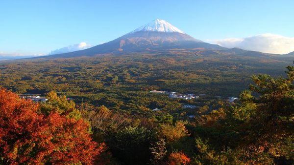 Foto: Aokigahara, Hutan yang Mengajak Bunuh Diri