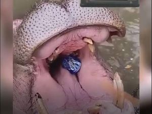 Taman Safari Beberkan Kronologi soal Viral Kuda Nil Dilempar Plastik Taman Safari Beberkan Kronologi soal Viral Kuda Nil Dilempar Plastik