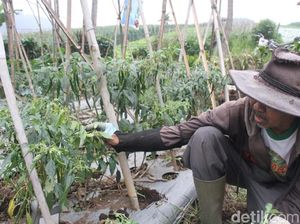 Harga Cabai Rawit Mahal, Petani di Lembang Ungkap Penyebabnya