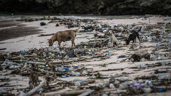 Duh, Pantai Pink Lombok Penuh Sampah