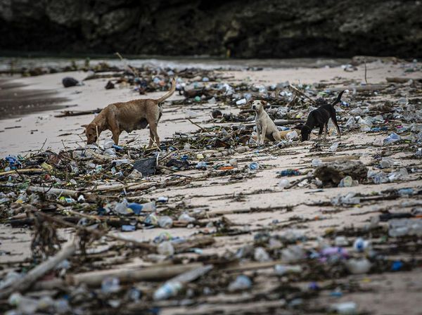 Duh, Pantai Pink Lombok Penuh Sampah