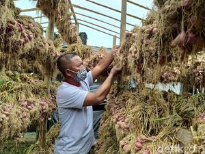 Setelah 15 Tahun, Petani Bawang Merah di Gunung Merbabu Panen Lagi
