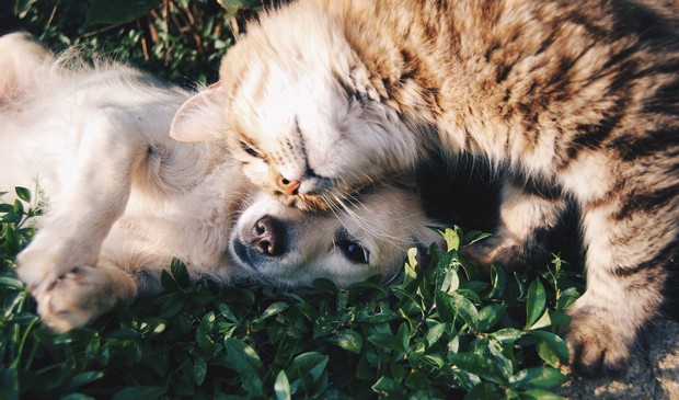 Tipe kepribadian cat person dan dog person / pexels.com (snapwire) Tipe kepribadian yang membedakan cat person dan dog person