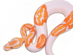 Lihat Ular Cantik Ini, Kamu Pasti Akan Langsung Tersenyum