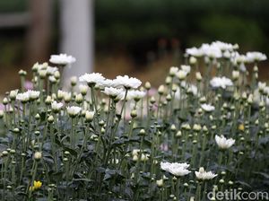 Kebun Bunga Estetik di Jawa Timur yang Wajib Dikunjungi Saat Akhir Pekan
