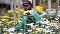 Melihat Budidaya Bunga Krisan di Sidomulyo Malang