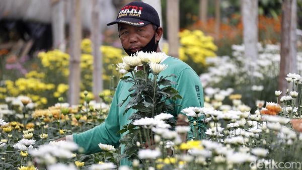 Melihat Budidaya Bunga Krisan di Sidomulyo Malang