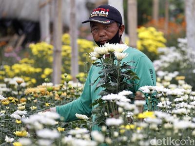 Melihat Budidaya Bunga Krisan di Sidomulyo Malang