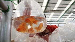 Berburu Ikan Hias di Pasar Musi Depok