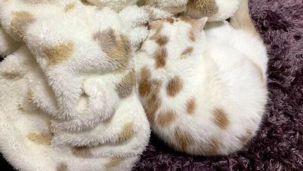 Deretan Foto Kamuflase yang Bikin Mata Terkecoh