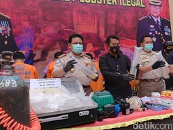 Penyelundupan Benih Lobster Senilai Rp 5 M Lewat Bandara Juanda Digagalkan