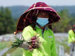 Food Estate di Humbahas Panen, Bupati: Terima Kasih Pak Jokowi