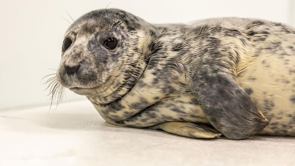 Bikin Gemas, Ini Potret Dua Anjing Laut di Aquarium Nasional Baltimore Bikin Gemas, Ini Potret Dua Anjing Laut di Aquarium Nasional Baltimore