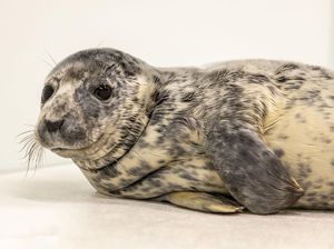 Bikin Gemas, Ini Potret Dua Anjing Laut di Aquarium Nasional Baltimore Bikin Gemas, Ini Potret Dua Anjing Laut di Aquarium Nasional Baltimore