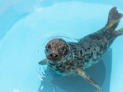 Benarkah Bayi Anjing Laut Bisa Belajar Bicara Seperti Manusia?