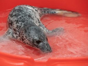 Sedih, Bayi Anjing Laut Ini Yatim Piatu dan Kekurangan Nutrisi Sedih, Bayi Anjing Laut Ini Yatim Piatu dan Kekurangan Nutrisi