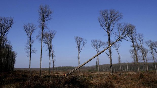 Forest workers cut an oak in the Forest of Berce in the Loire region, Tuesday, March 9, 2021. In the former royal forest in France, four 200-year-old oaks are being felled for wood to reconstruct Notre Dame cathedral's fallen spire. (AP Photo/Thibault Camus)