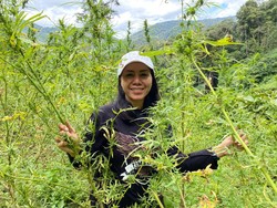 Kisah Jalan Terjal 3 Hari Kompol Ocha Ungkap Ladang Ganja 144,5 Ton