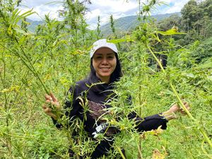 Kisah Jalan Terjal 3 Hari Kompol Ocha Ungkap Ladang Ganja 144,5 Ton Kisah Jalan Terjal 3 Hari Kompol Ocha Ungkap Ladang Ganja 144,5 Ton