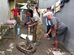 Bikin Kaget! Ular Sanca 4,5 Meter Ini Tetiba Nongol dari Selokan
